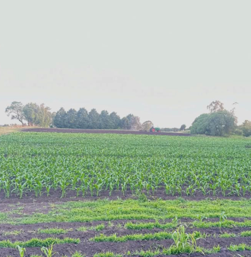 lacabana3